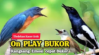 Terbukti Ampuh Merangsang Emosi Tledekan Gunung Srdc Dan Kacer