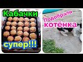 Переезд на Юг из Сибири/рецепт обалденных кабачков/готовимся к Дню Рождения