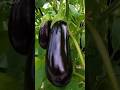 Shorts how to grow eggplant