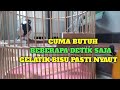 Hitungan Detik Saja Gelatik Macet Pasti Nyaut Dengar Suara Gelatik Gacor Ini Mp3 - Mp4 Download
