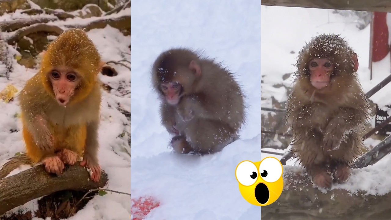 The poor little monkeys shivered from the cold; the weather was so harsh for them.