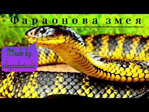 Фараонова змея/ Разложение глюконата кальция