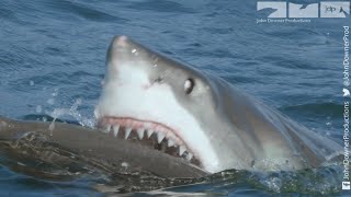 Robot Spy Seal Vs Great White Shark