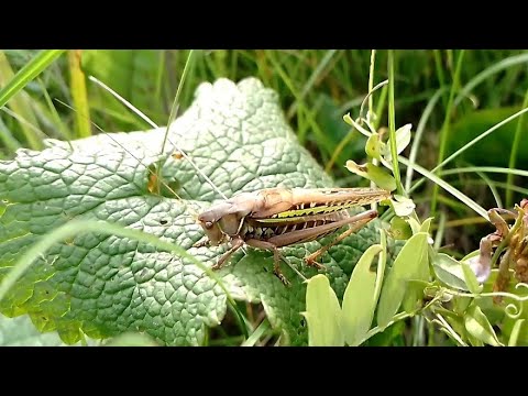 Sedakov's bush cricket sound (Gampsocleis sedakovii) Кузнечик седакова стрекочит.