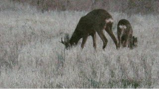 Rececho de Corzo 7/7/18. /Stalking roebuck