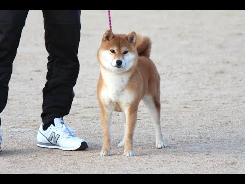 日本犬写真集 第4巻第5巻 第6巻 　日本犬保存会 全国 今回大幅値下げです。 令和5年 日本犬保存会全国展 IN兵庫 小型雌部第3審 古乃華矢号