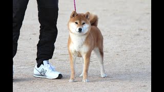 日本犬写真集 第4巻第5巻 第6巻 　日本犬保存会 全国 今回大幅値下げです。 令和5年 日本犬保存会全国展 IN兵庫 小型雌部第3審 古乃華矢号