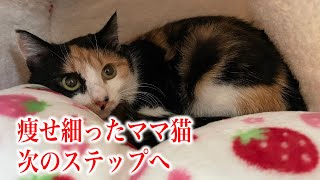 【家猫訓練】痩せっぽちママ猫を預かり宅に移動させます