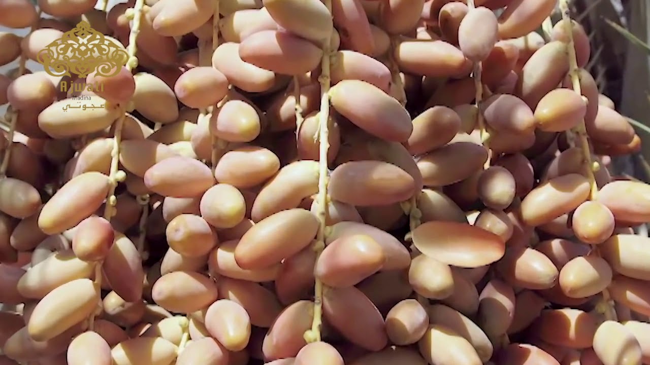 The Growth Stages of the date fruit