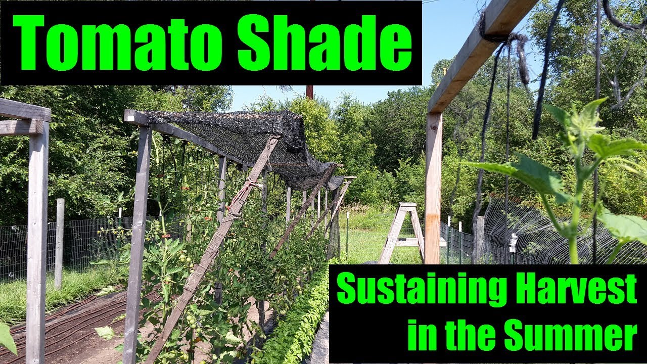 Tomato Shade