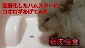 夏バテハムスター復活 コオロギで栄養補給 Youtube 夏バテハムスター復活 コオロギで栄養補給 Youtube