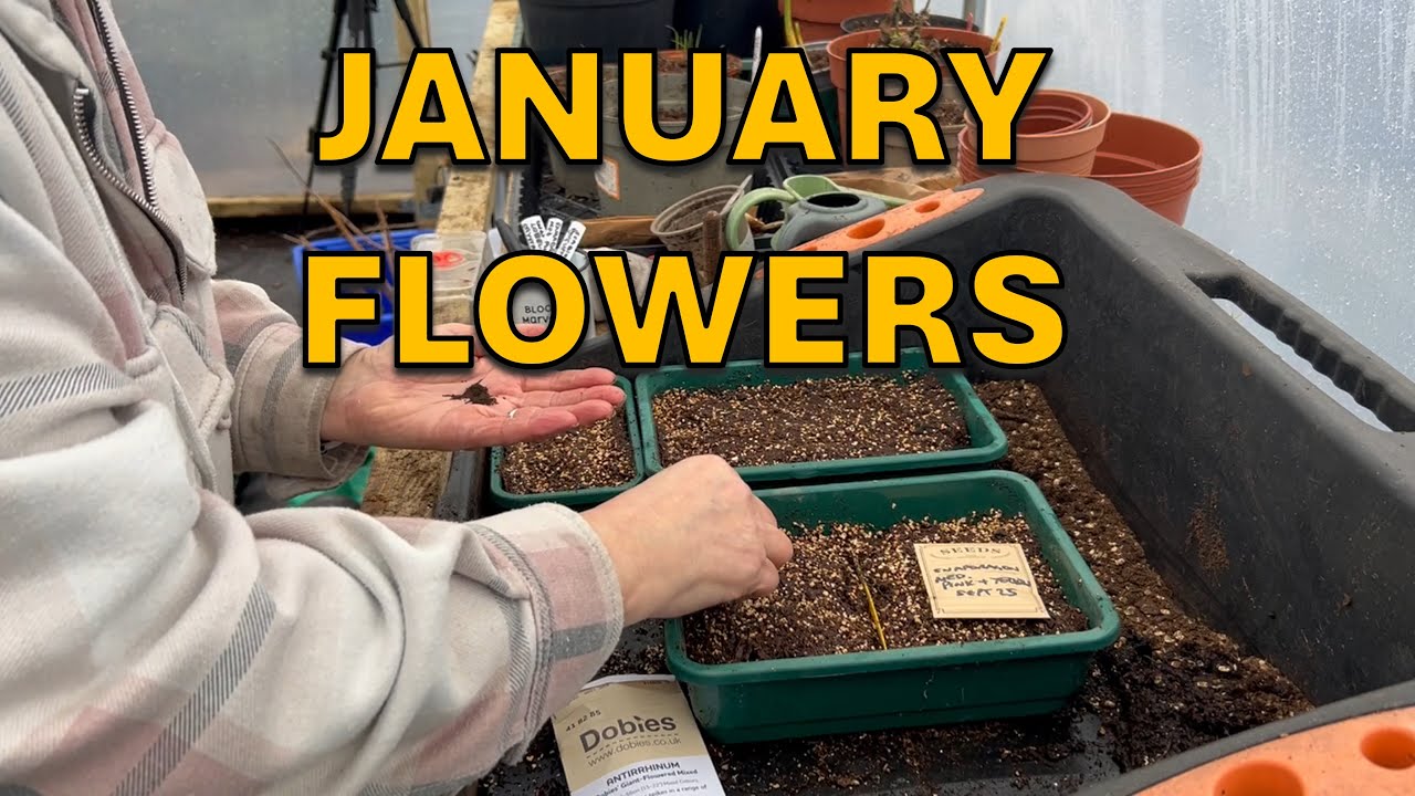 Посев цветов в январе | 3 способа посева маков