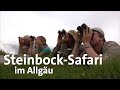 Auf Steinbocksafari in den Allgäuer Alpen: Spurensuche mit dem Schmidt Max | freizeit | BR