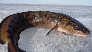 Заключительная поездка на супер клёв налима.