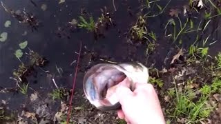 5 Pound Bass at Farm Pond, Framingham, MA