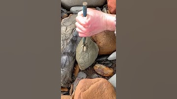 Ammonite Fossils | sub for more | see caption for links #shorts