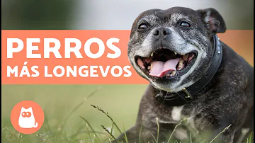 ¿Cuáles son las razas de perros más longevos?