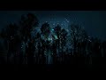 free , Sky, stars, trees, night hd 4k