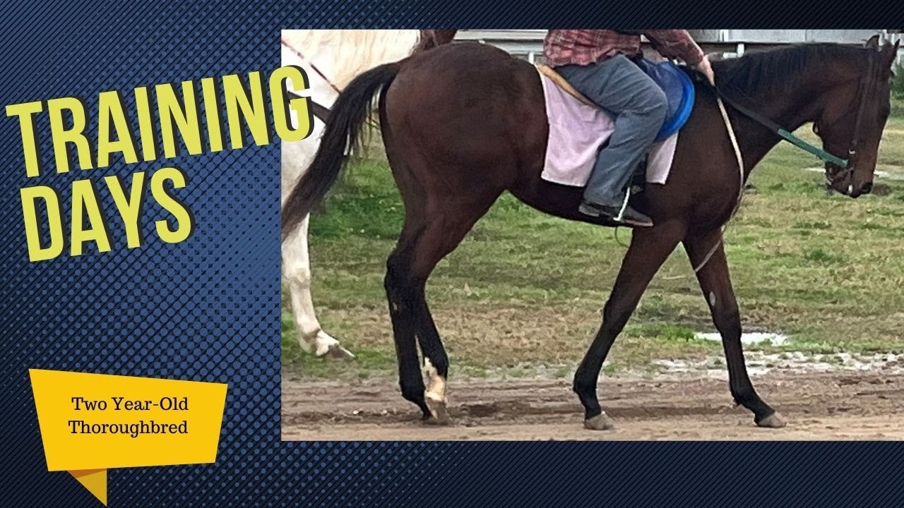 Training a Young Horse YouTube