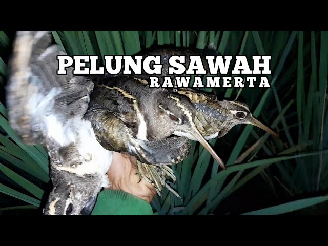 Jaring Burung Berkik Pelung Sawah Gak Perlu Lama ! class=