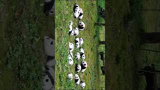一群熊猫宝宝在草地上晒太阳A group of panda cubs basking in the sun on the grass. #china #panda #熊猫 #熊猫宝宝