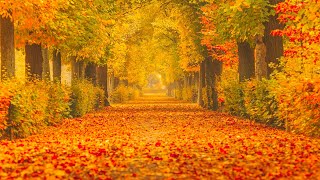 Beautiful Relaxing Music, Peaceful Soothing Instrumental Music , A Trail Into Autumn Healing Soul