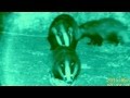 Badger mother and cubs feeding