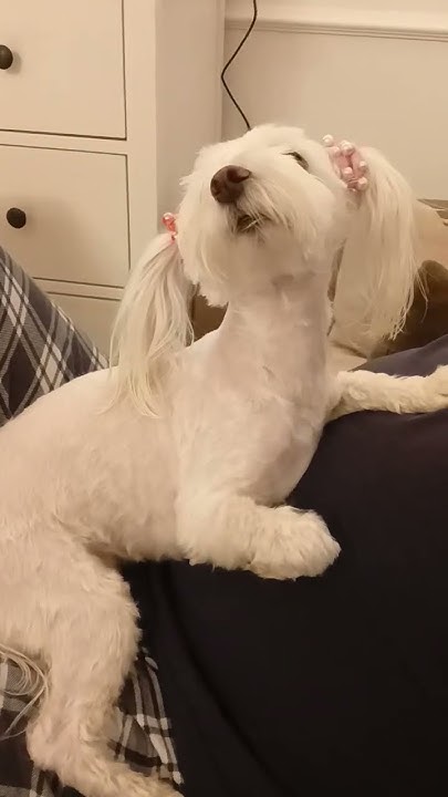 #собака ,юмор💕🐶🐕💞🍗🦮💓💋 ️🥰🐕‍🦺💗🌺🦮🍗🍩 - YouTube