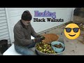 Harvesting Black Walnuts!