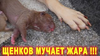 ЩЕНКИ ПИТБУЛЯ ИСПЕКЛИСЬ В ВАГОНЧИКАХ !!! СКУЛЯТ, ИЩЯТ ПРОХЛАДЫ...
