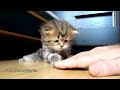 Cute and funny cats  amazing catscutest cats