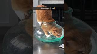 Proof that cats are liquid ❤