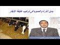 بديل الذرة والصويا فى تركيب عليقة الابقار والجاموس للتسمين والحلاب 