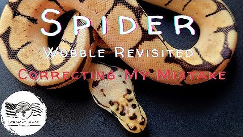 Revisiting the Study on Spider Wobble! An Accurate Representation and My Thoughts on the Topic.