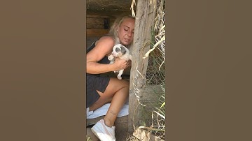 Abandoned Mother Dog With Nine Puppies Rescued After Being Left Hungry and Alone