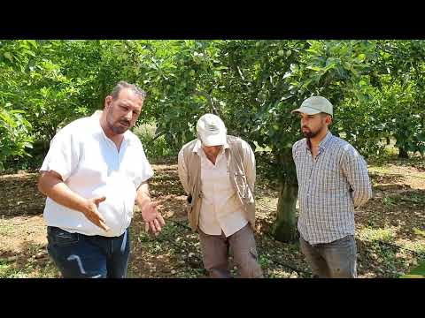 Video: Braeburn Bilgileri: Braeburn Elma Ağaçlarını Nasıl Büyüteceğinizi Öğrenin