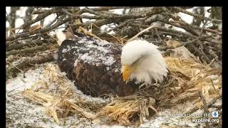 Crying Decorah Eagle