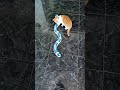 Circuito di Gioco per gatti #gatti #gioco #catit