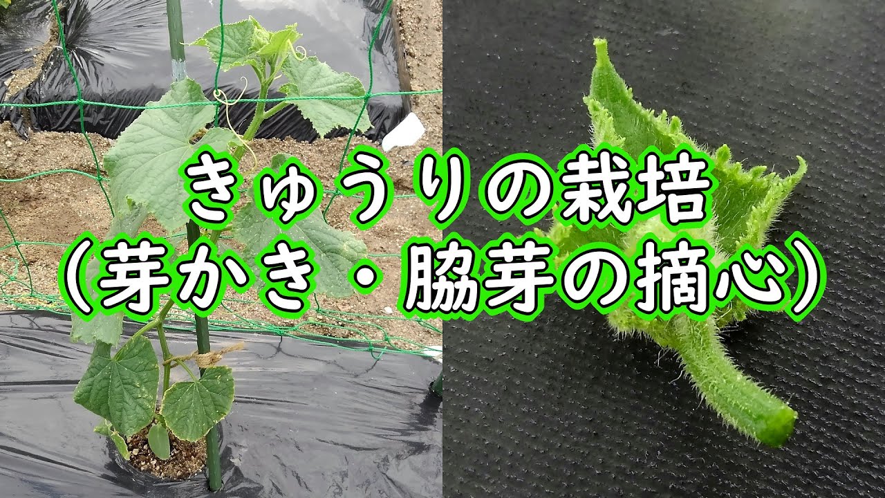 きゅうりの栽培方法：脇芽の摘心（キュウリの芽かき・子づるの摘心