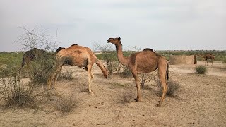 Desert Nomads: Camels Grazing in the Jungle | Animals | Nature