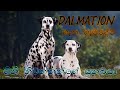 Everything About Dalmatians Sinhala | Dalmatians ගැන හැමදේම