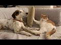 Funny Dog and Cat Videos That Will Make Your Day Better