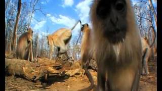 Funny monkey