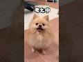 「60万円さん」として有名になってしまっただす🐶