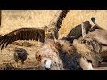 Most spectacular vultures vs lion compilation  lion try to escape from vultures hunting but fail