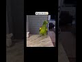 WHAT A THROW😭😭😭                 (Daily Dose of Internet-Viralhog) #shorts #funny