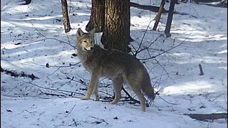First Coyote Hunt Of The Season!!!