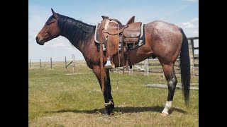 Guysdriftingclintch AKA Boots 2016 AQHA 15.1hh Bay Roan Gelding