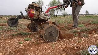 Kekik Dikimi Bakımı Ve Hasadı Hakkında Bilgilendirme Resimi