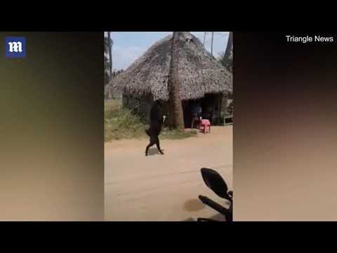 STRANGE BUT TRUE: Shocking video of a goat walking on two legs